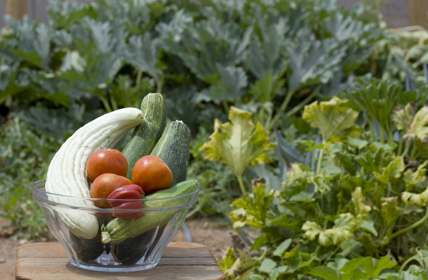 squash, tomatoes, vegetables in bowl