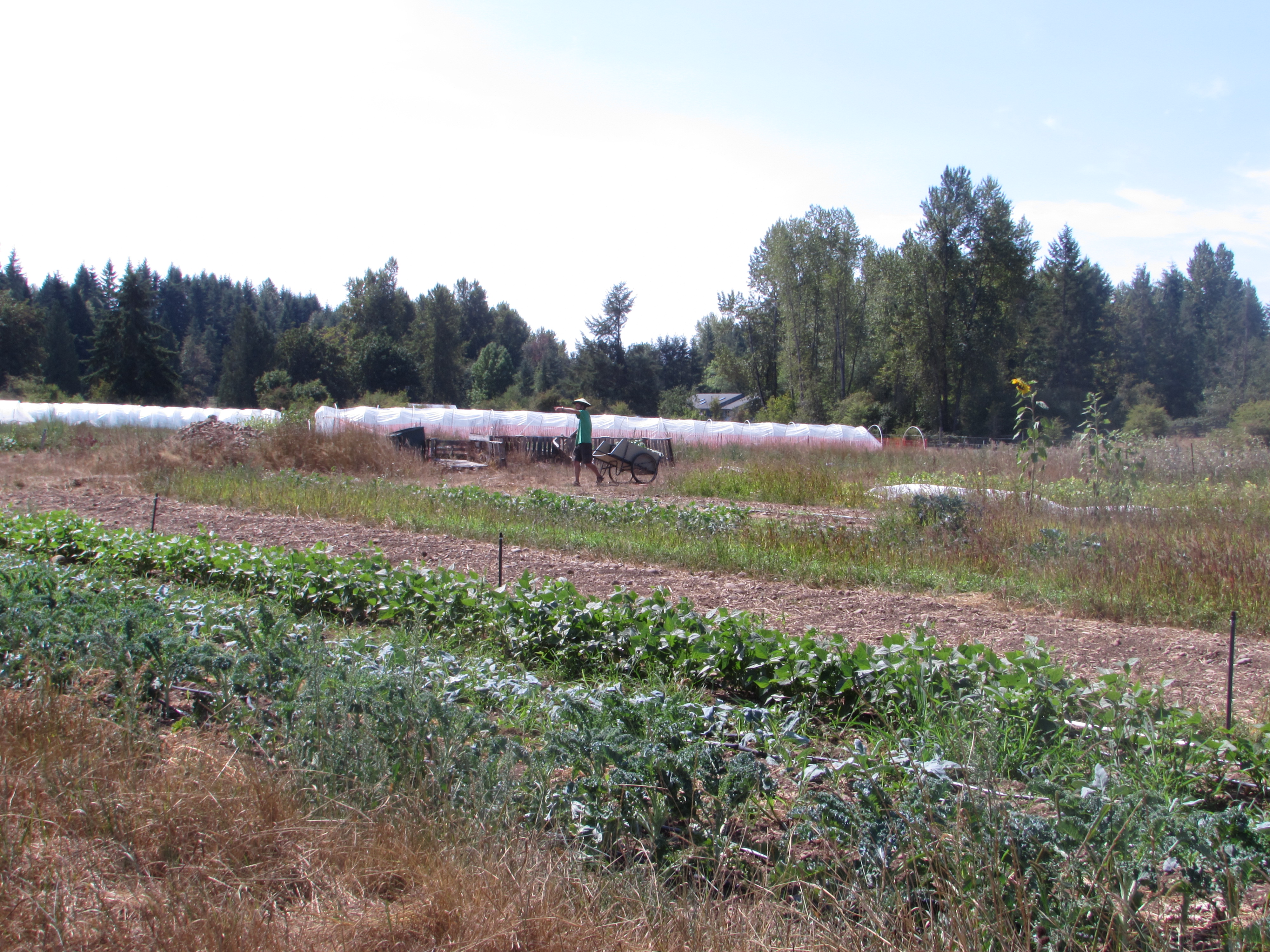 A farmer pulls his wheelbarrow across Seattle Tilth Farm Works