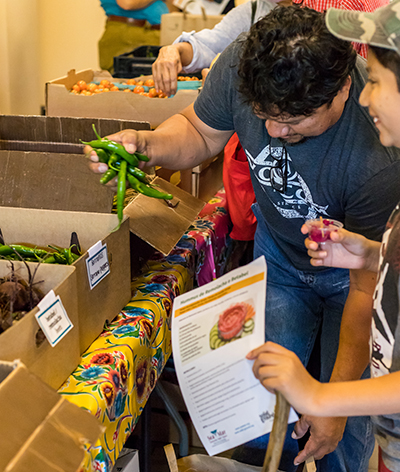 A father pulls a fistful or green chili peppers out of a cardboard box while his son look on and smiles.