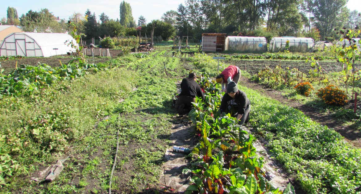 Harvesting chard at Marra Farm