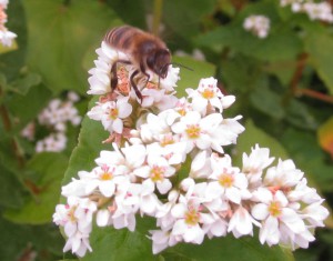 Buckweat, photo by Steve Tracey