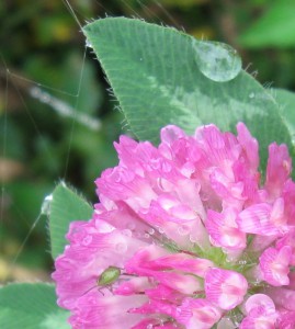 Clover, photo by Steve Tracey