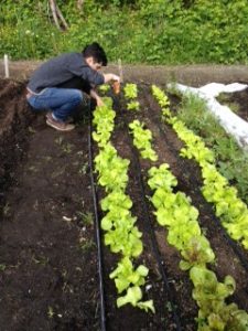 Seattle University sustainable agriculture students at Seattle Community Farm
