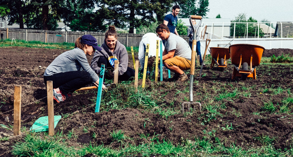 Four people crouch in a garden, weeding.