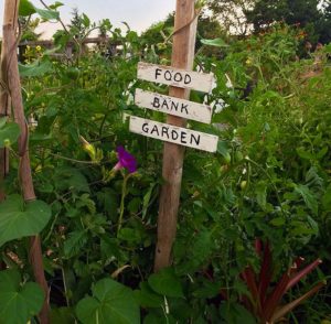 Food Bank garden plot, Magnuson Community Garden