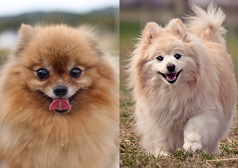 Two Pomeranians