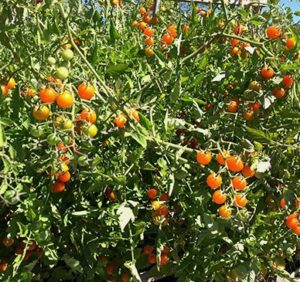 Cherry tomatoes