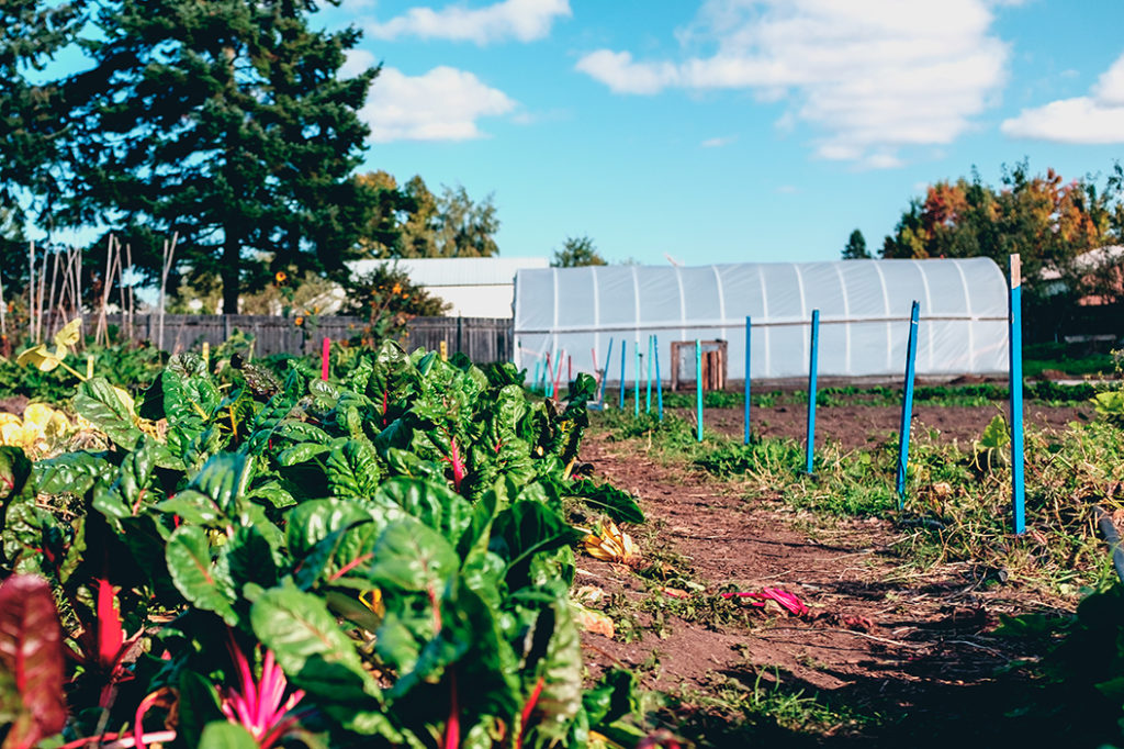 Solid Ground's Marra Farm Giving Garden in the fall