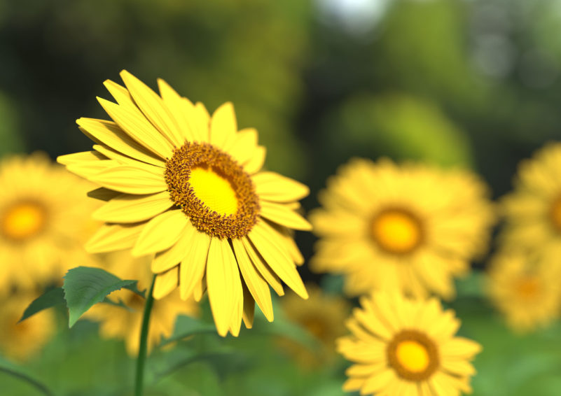Flowers