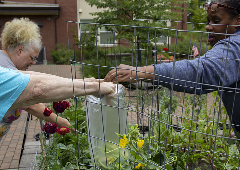Liz and Sabrina harvest pole beans.