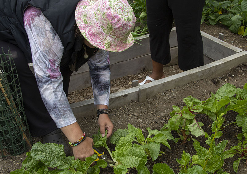 Adrienne harvests lettuce as Sabrina watches.