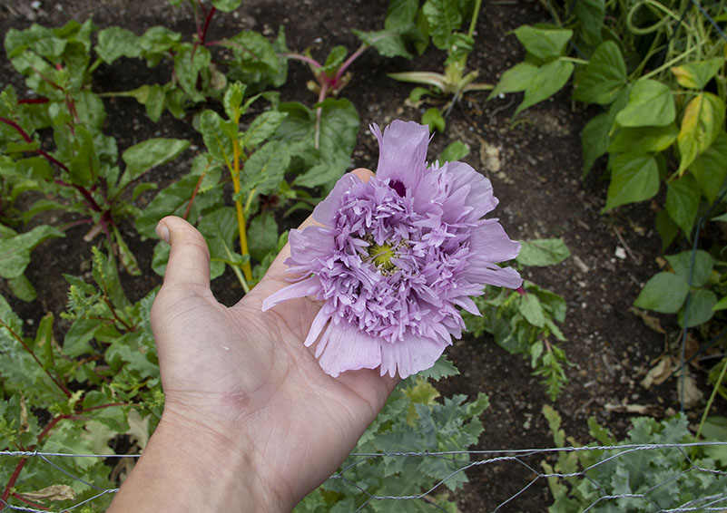 One of the many blooming poppies.
