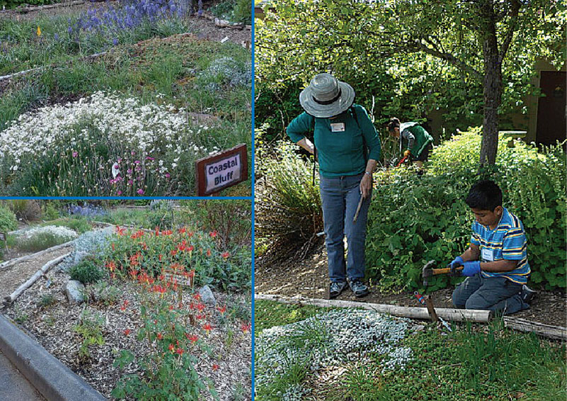 Shoreline native plant community garden
