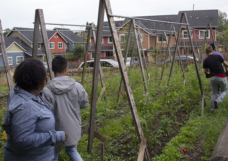 Volunteers at SCF harvesting beans as Farm Manager Shanelle looks on