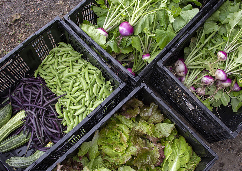 A harvest of radishes, beans, zucchini and lettuce to be sent to ACRS food bank.
