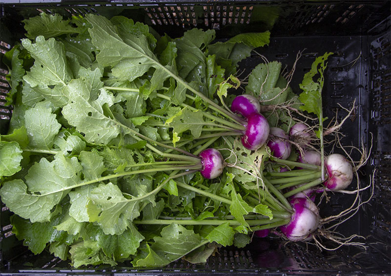 A harvest of radishes to be washed