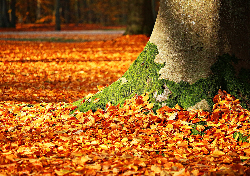 Fall leaves at the base of a large tree