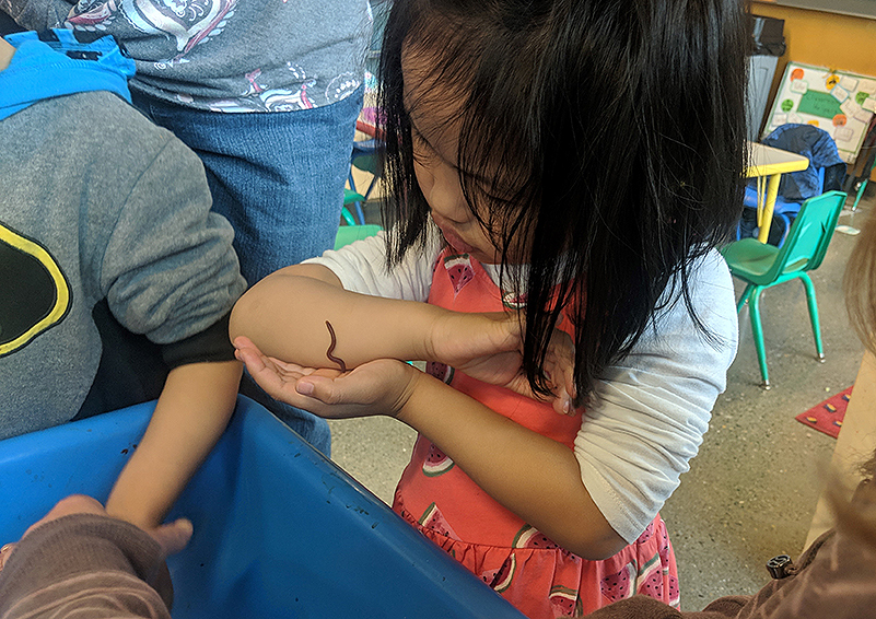 A preschool learner explores the amazing abilities of worms after a lesson on food waste and composting. (Photo by Emiline Chipman)