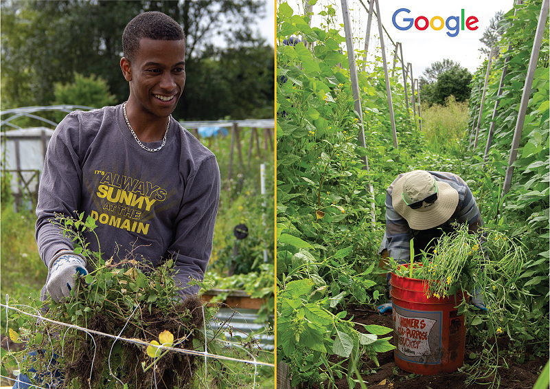 Google employees have a work party at Solid Ground's Giving Garden at Marra Farm