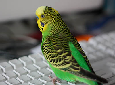 colorful neon green and yellow budgie bird stands on a computer keyboard