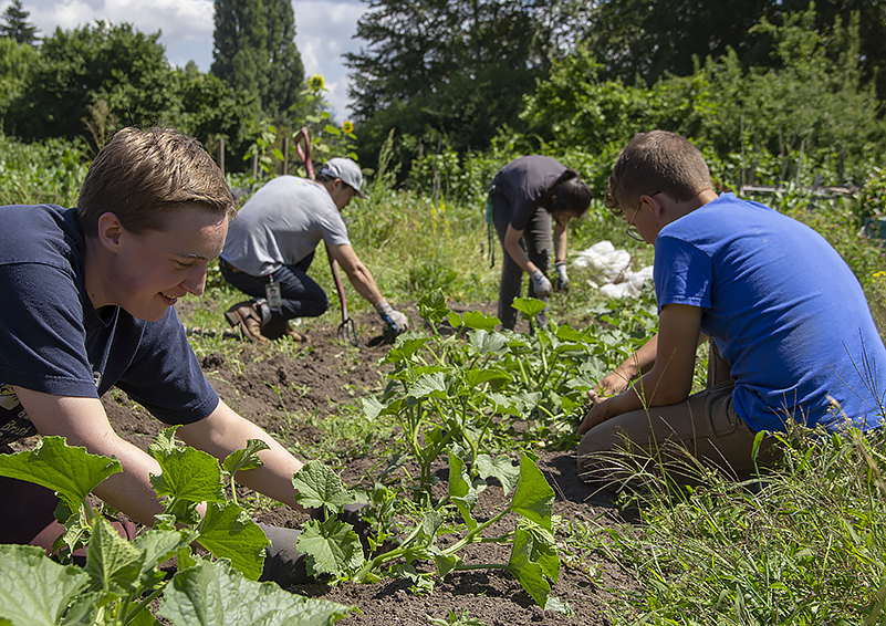 Several volunteers tend squash plans at Marra Farm.
