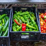 Three black plastic crates filled with bright green zucchini and peppers and red and yellow tomatoes.