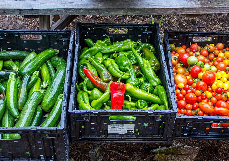 Three black plastic crates filled with bright green zucchini and peppers and red and yellow tomatoes.