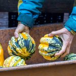 Two hands reach into a wheelbarrow to grab small winter squash.