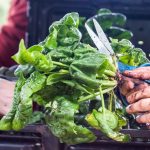 A bundle of greens and a pair of sizers in held in someone's hands.