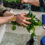 A handful of greens held over a sink full of water.