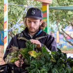 A man in a baseball hat and coat cleans a mound of spinach.